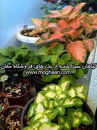 گل حسن یوسف