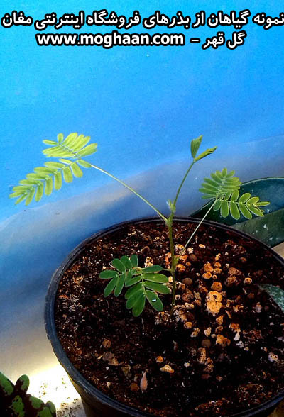 گل قهر و آشتی