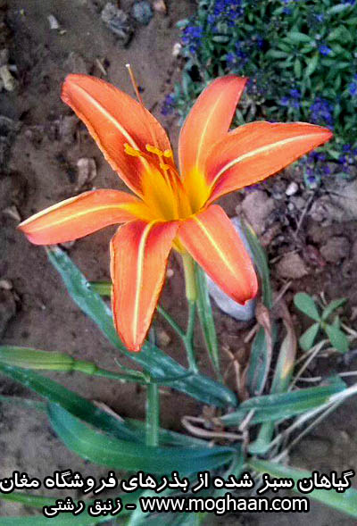 گل زنبق رشتی