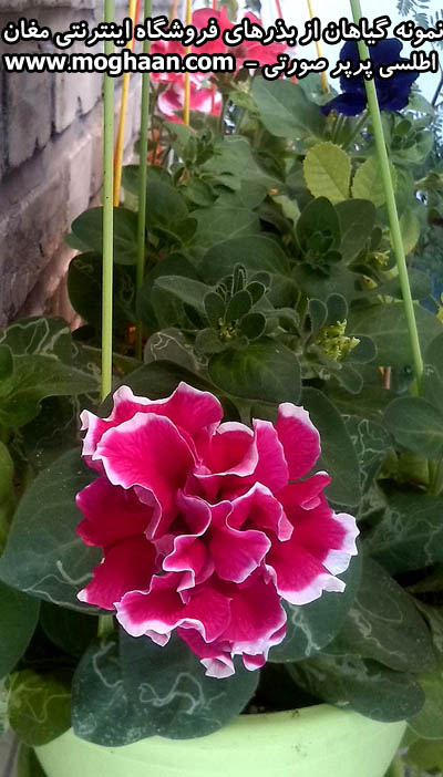 گل اطلسی پرپر