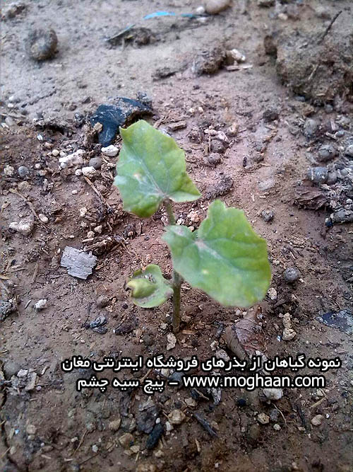 گل پیچ سیاه چشم