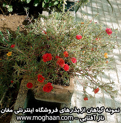 گل ناز آفتابی