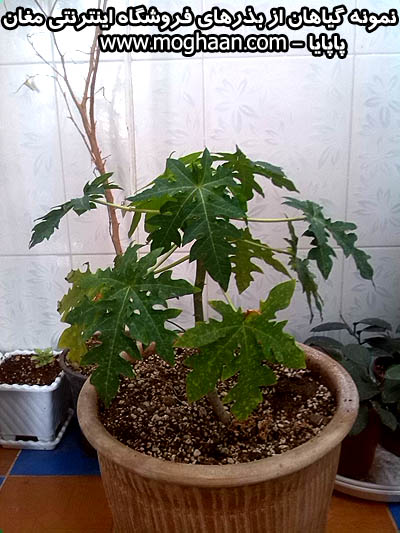 خربزه درختی