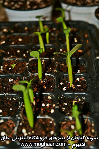 گل رز صحرایی