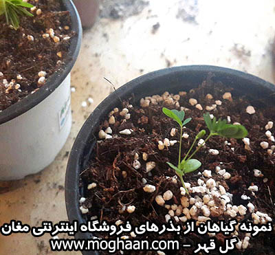 گل قهر و آشتی