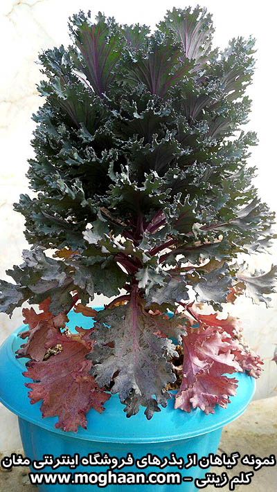 گل کلم زینتی