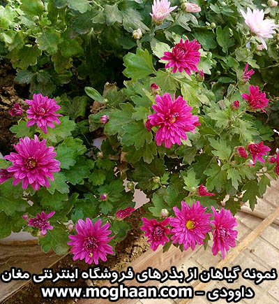 گل داوودی