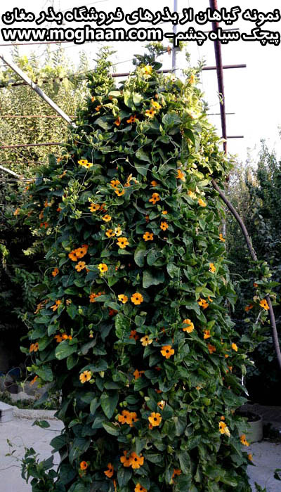 پیچک سیاه چشم