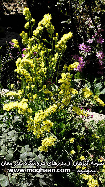 گل لیمونیوم