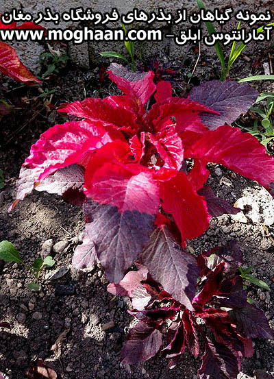 گل آمارانتوس