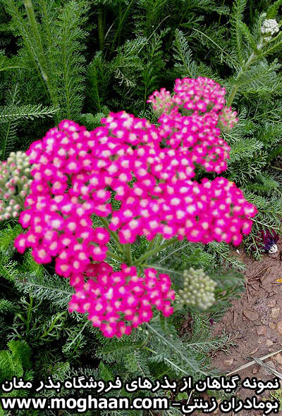 گل بومادران زینتی