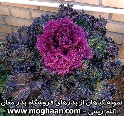 گل کلم زینتی