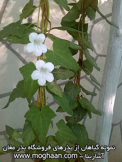 گل آسارینا