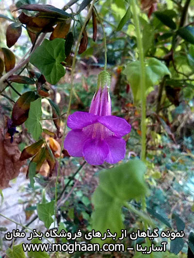 گل پیچ یمونی