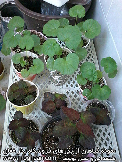 شمعدانی و حسن یوسف