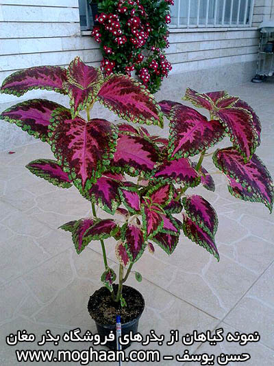 گل حسن یوسف