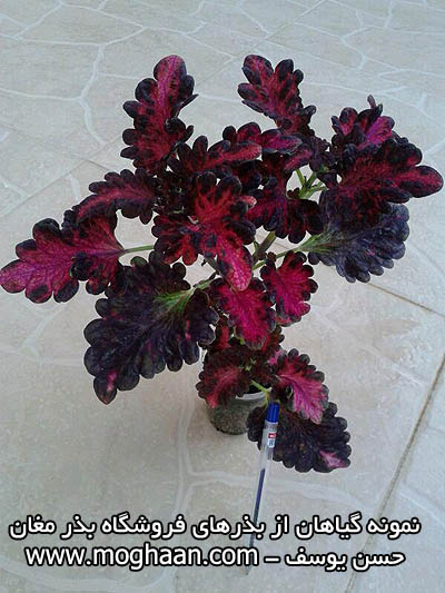 گل حسن یوسف