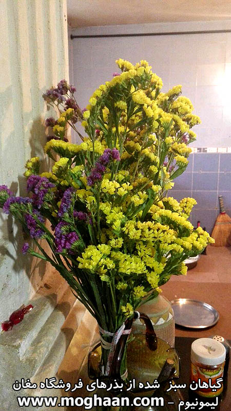 گل لیمونیوم