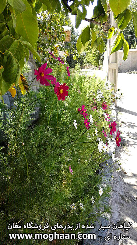 گل ستاره ای