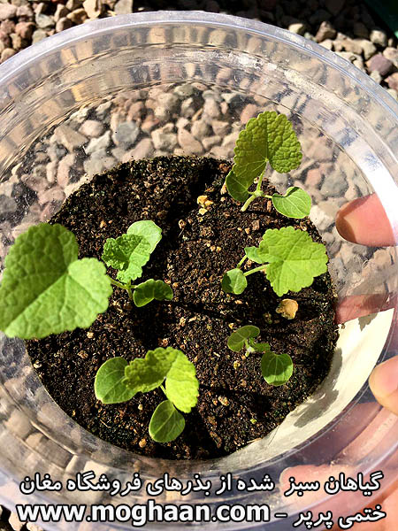 گل ختمی پرپر