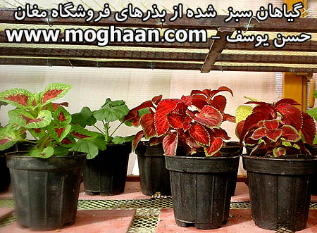 گل حسن یوسف