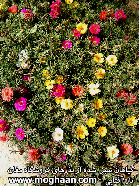 گل ناز آفتابی