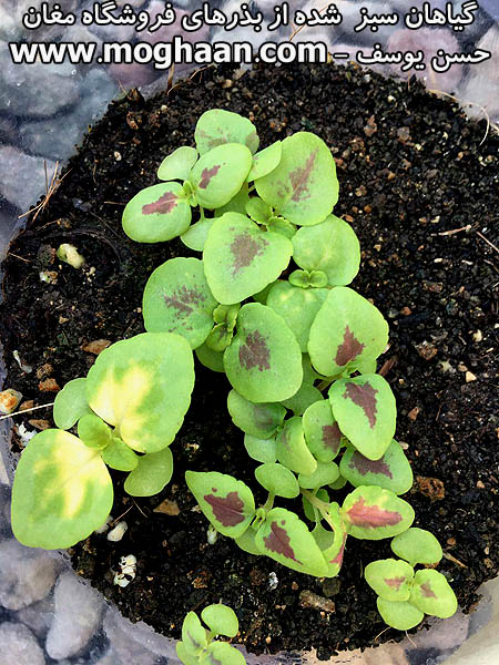 گل حسن یوسف