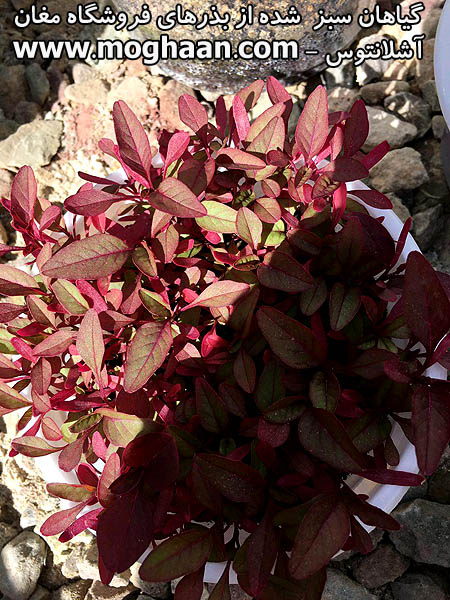 گل آشلانتوس