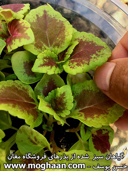 گل حسن یوسف