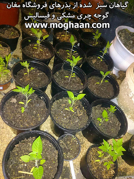 گوجه چری مشکی