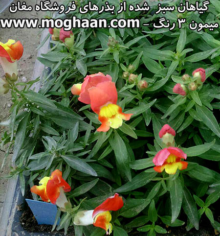 گل میمون سه رنگ