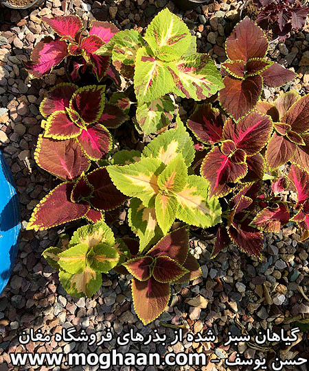 گل حسن یوسف