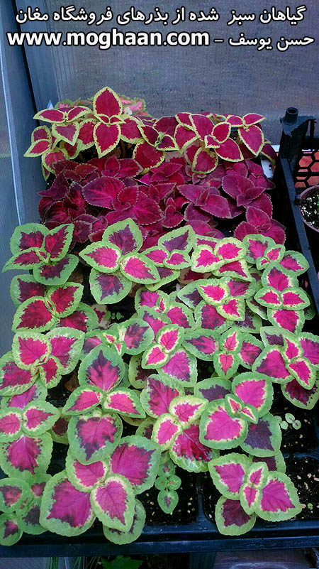 گل حسن یوسف