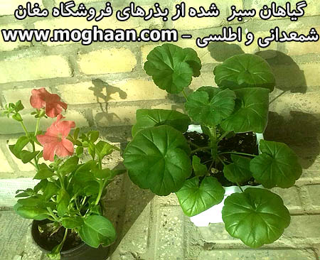 گل شمعدانی-اطلسی