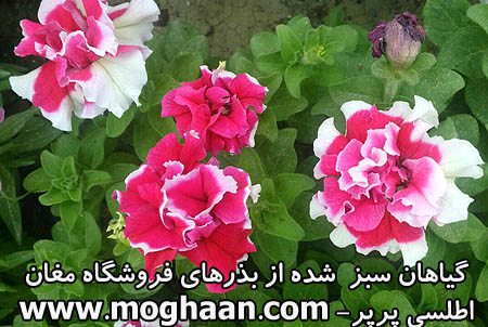 گل اطلسی پرپر