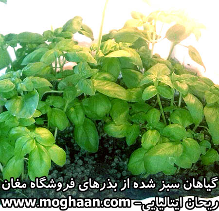 ریحان ایتالیایی