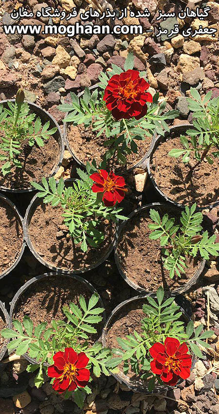 گل جعفری قرمز