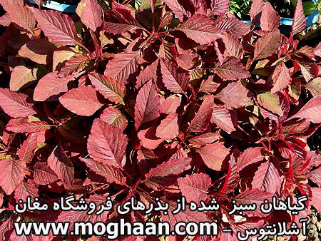 گل آشلانتوس