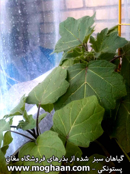 گیاه پستونکی