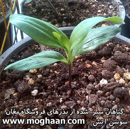 گل سوسن آتش