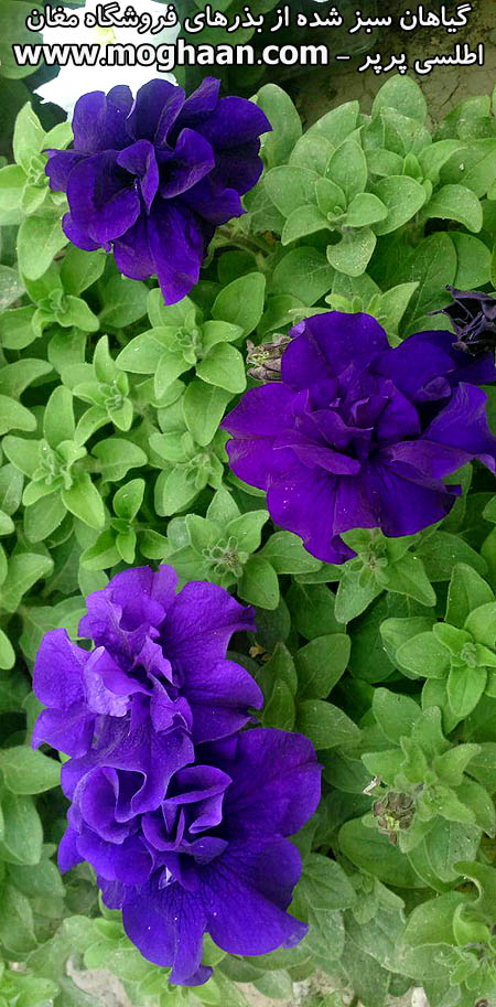 گل اطلسی پرپر