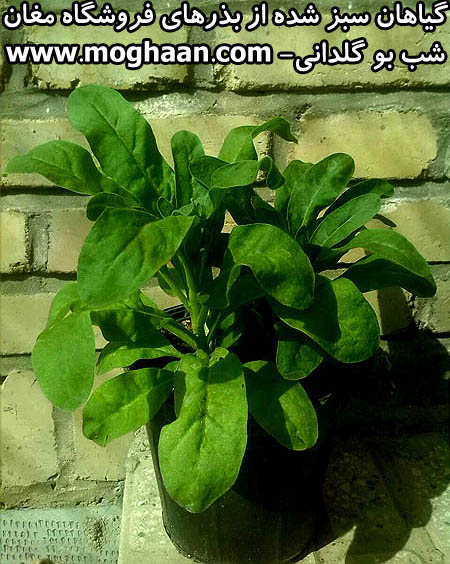 گل شب بو گلدانی