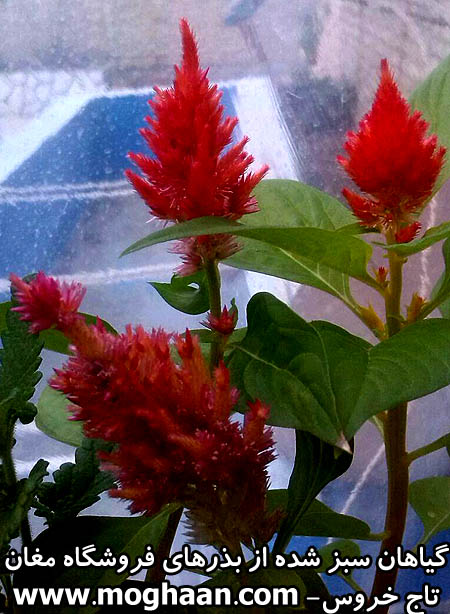 گل تاج خروس