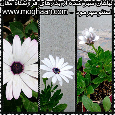 گل استئوسپرموم