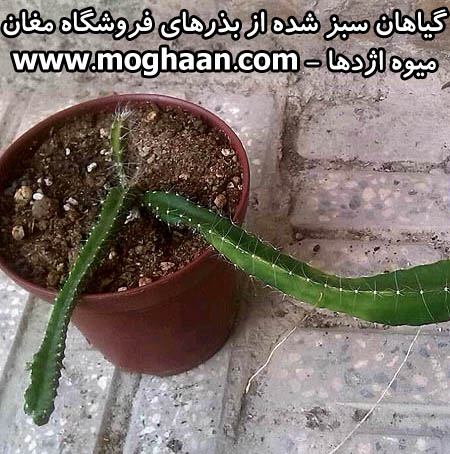 میوه اژدها