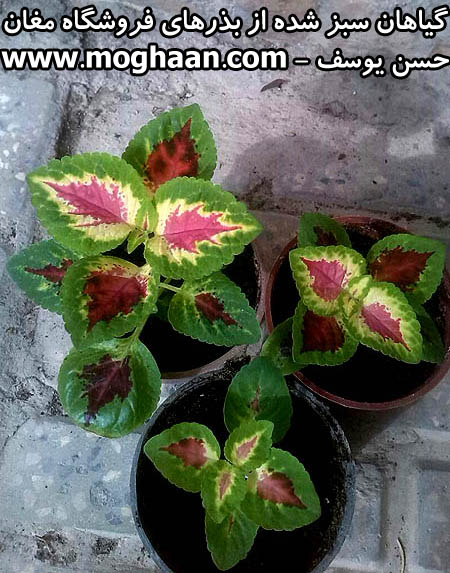 گل حسن یوسف