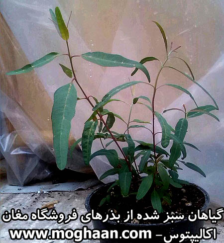 درخت اکالیپتوس