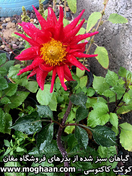 گل کوکب کاکتوسی