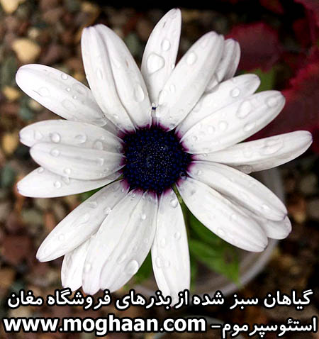 گل استئوسپرموم