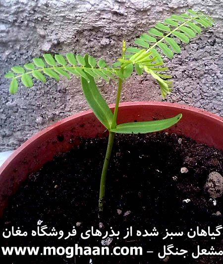 درخت مشعل جنگل